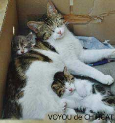 chat